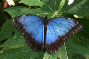 Morpho butterfly: A Morpho butterfly in a greenhouse.
