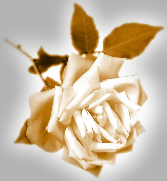 Sepia Rose 2