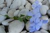Blauwe bloem: delicatesse