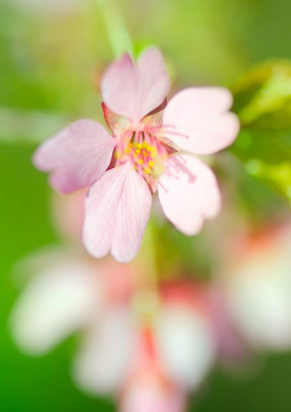 Pink soft blossom