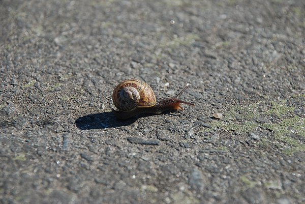 Street Snail 1