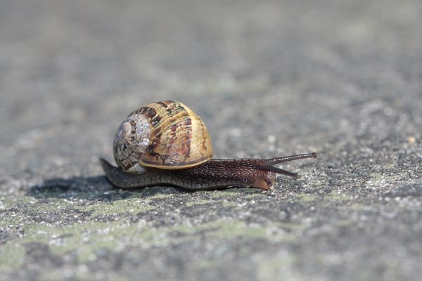 Street Snail 3