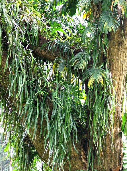 high-up tree ferns