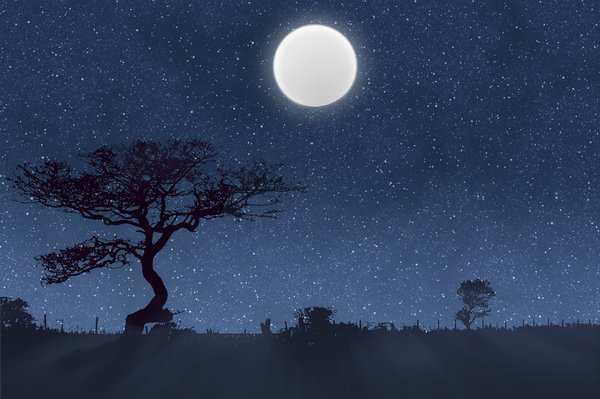 Moonlight Shadows: Trees, bushes and fence silhouetted against a stary sky and full moon.  Illustration.