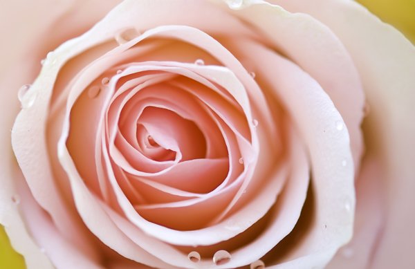 Rose macro: single rose closeup