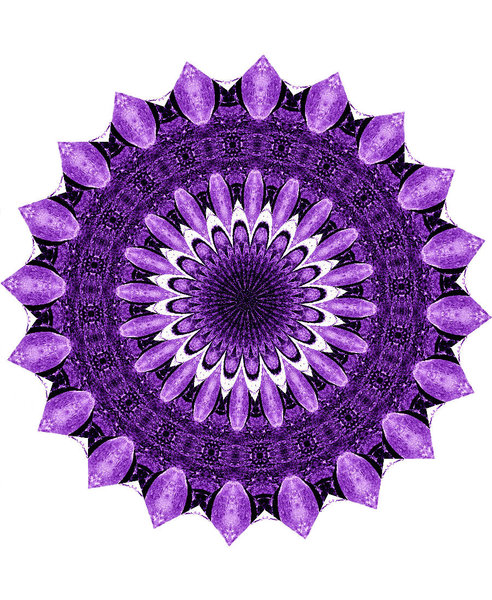 purple daisy centre