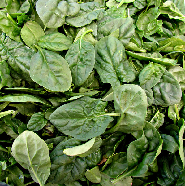 baby leaf spinach: bulk quantity of small baby leaf spinach