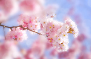 The softest blossoms: Sweet pink spring blossoms
