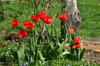 défilé de tulipes rouges