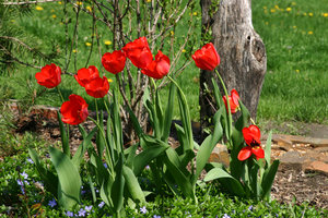 Tulip Red Parade