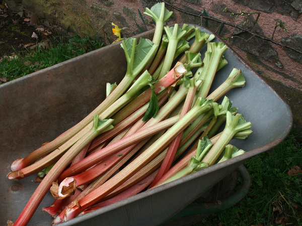 Fresh rhubarb: 