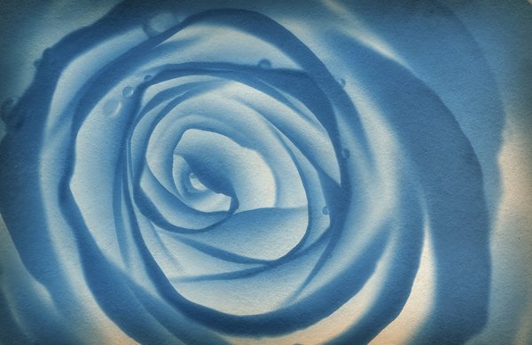 Oude blauwe roos: 