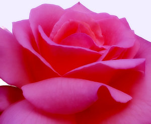 Roze roos close-up: 