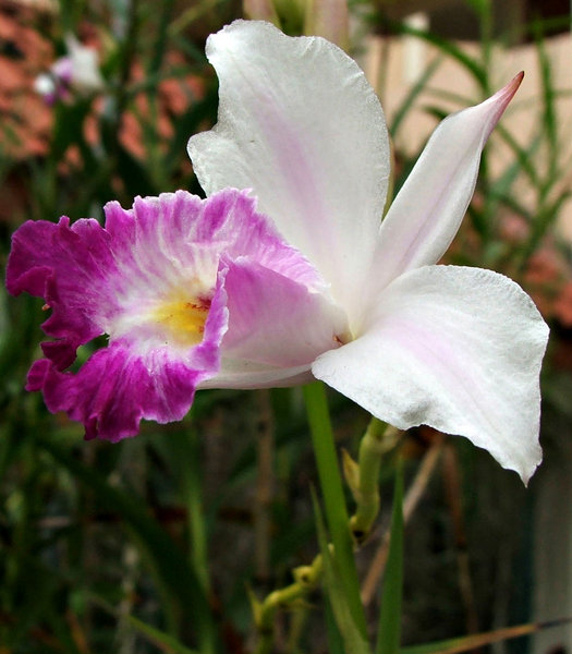 purple & white orchid: purple & white orchid