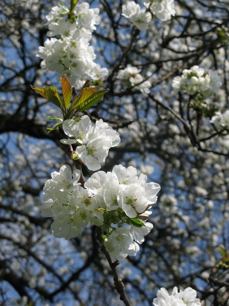 cherry tree bloom: none