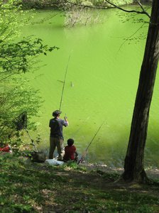 fishing in the pond