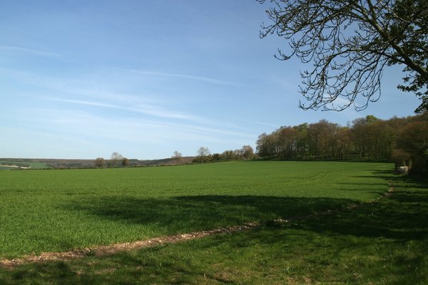 South Downs field