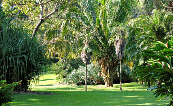 palm tree park