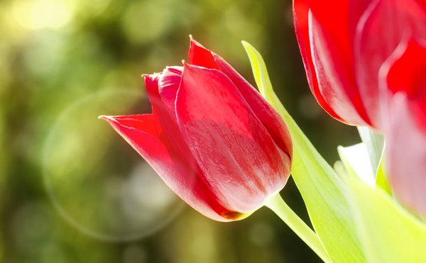 Tulip in sunlight