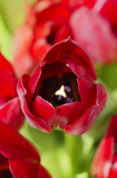 Red bunch of tulips