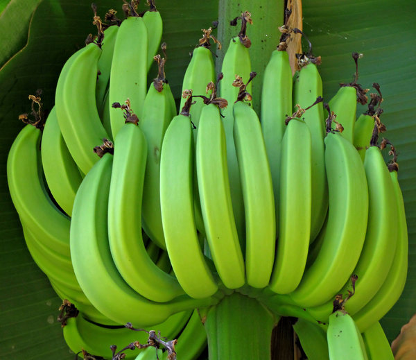 banana growth
