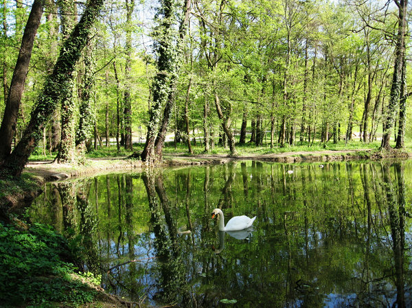 green pond: 