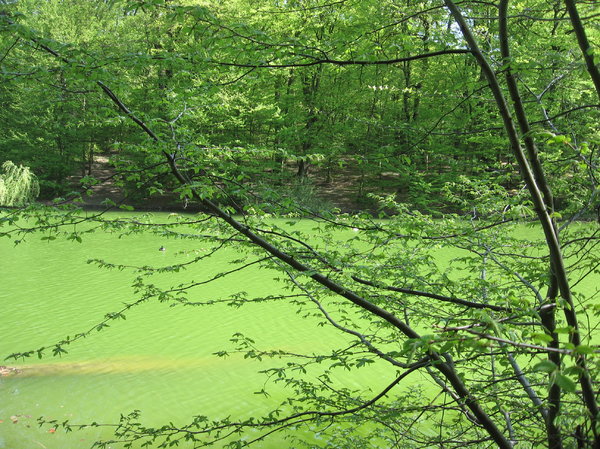 green pond