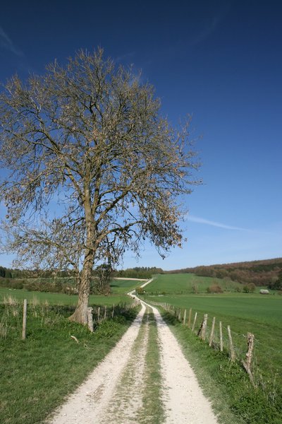 Long walk home 3: A farm track and fields on the South Downs, Sussex, England, in spring.