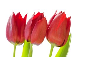 Três tulipas vermelhas: 