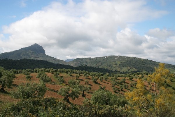Olive tree hillside