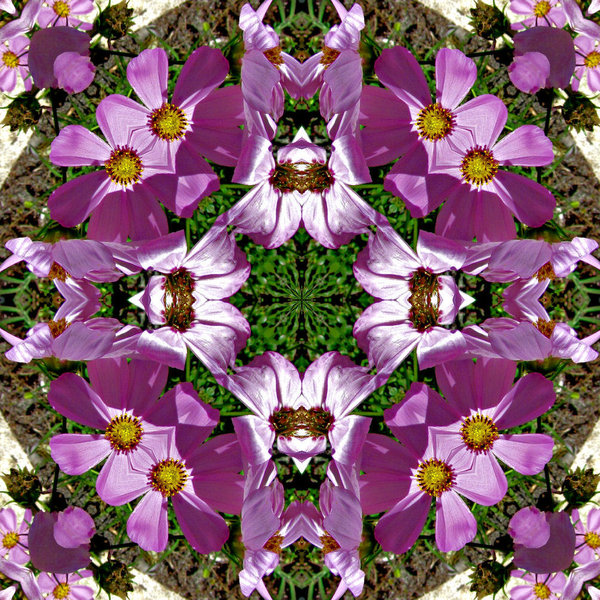 purple bloom garden square1b