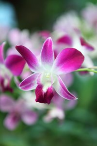 Purple Orchids 3