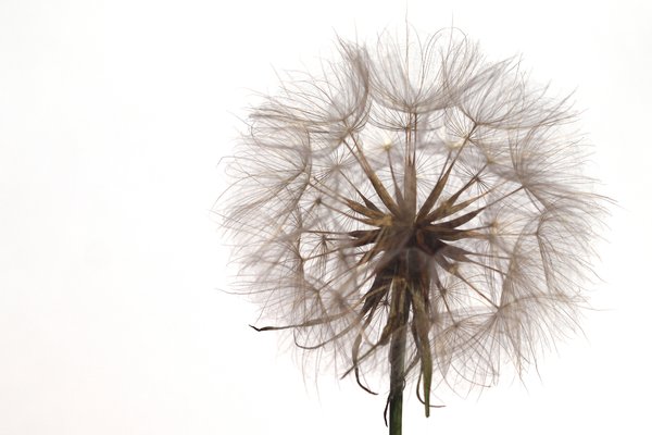 Dandelion seed