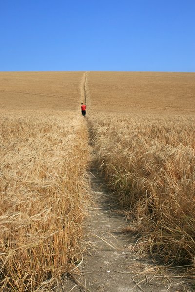 Walking through barley