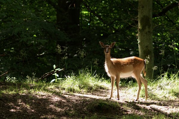 Deer in sunlight: Young deer caught in sunrays in the forest.