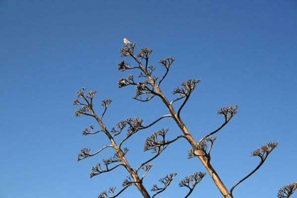 Bird on a flower spike