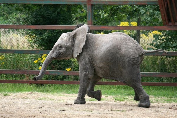 Young elephant running
