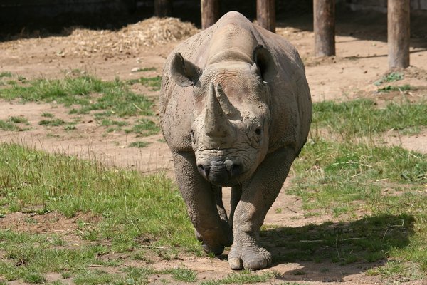 eastern black rhinoceros