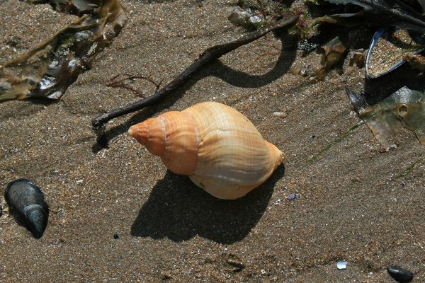 Sealife on the beach