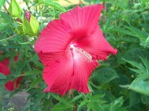 Red Hibiscus: Large Red Hibiscus very showy and the size of a dinner plate, a wonderful addition to a summer garden.