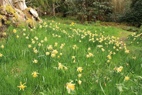 Daffodil wood