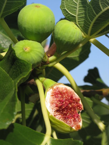 fig tree: none