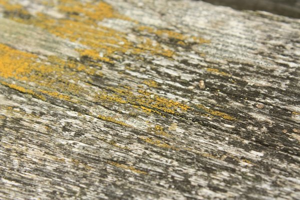 Lichen on wood