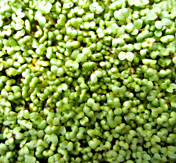 vegetable sprouting variety