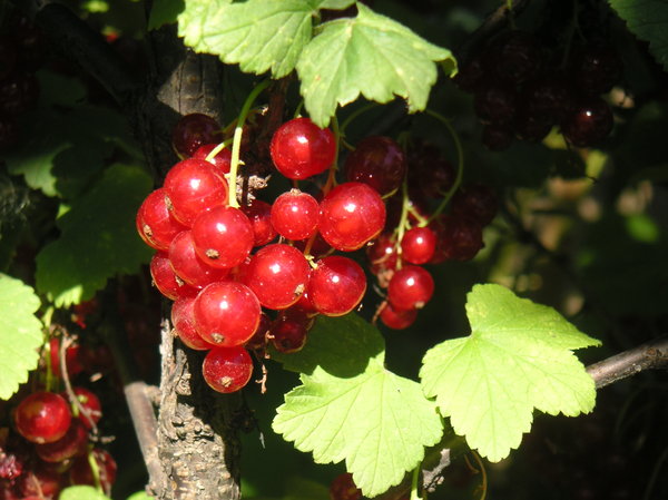 Red currant 4