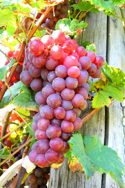 Fresh grapes 1: Ripe grapes from my grandpa´s vineyard. Sun rays shining right through. Zumberak, Croatia.