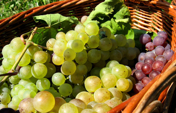 Basket of grapes 3
