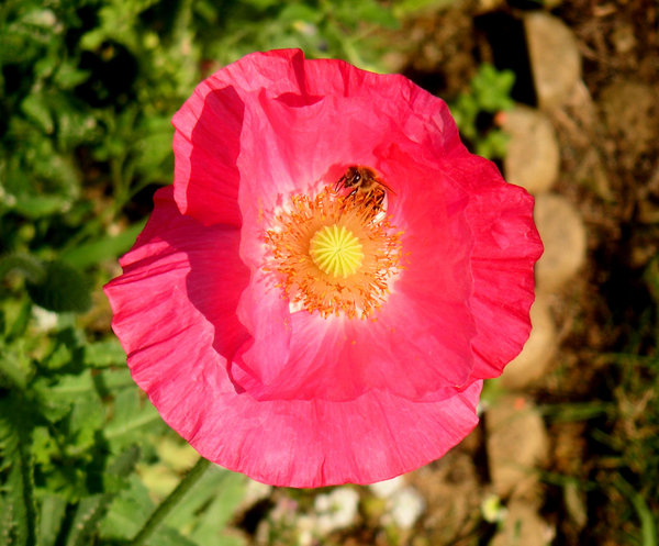 Poppy collection 1