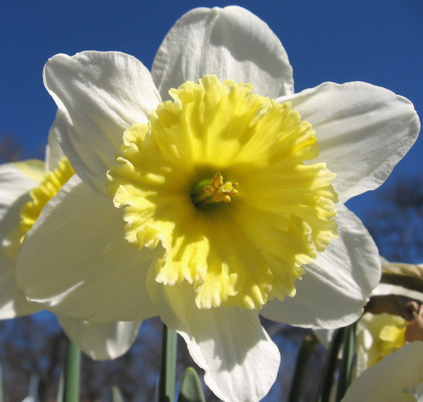 Daffodil 1: Daffodil against the sky