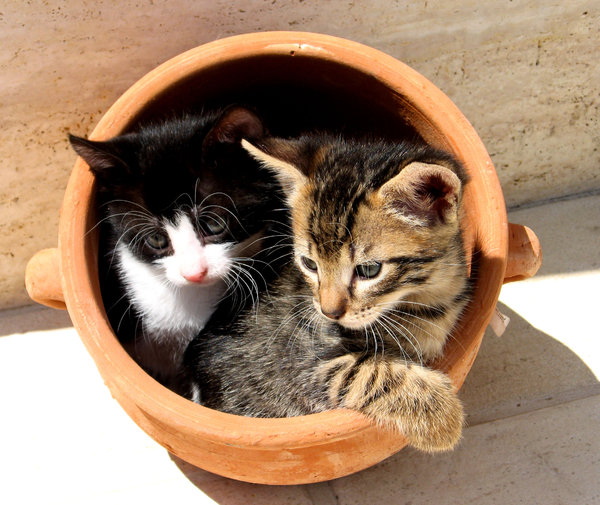 Kittens in a pot 1